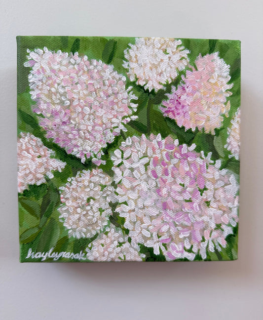 White Panicle Hydrangea mini