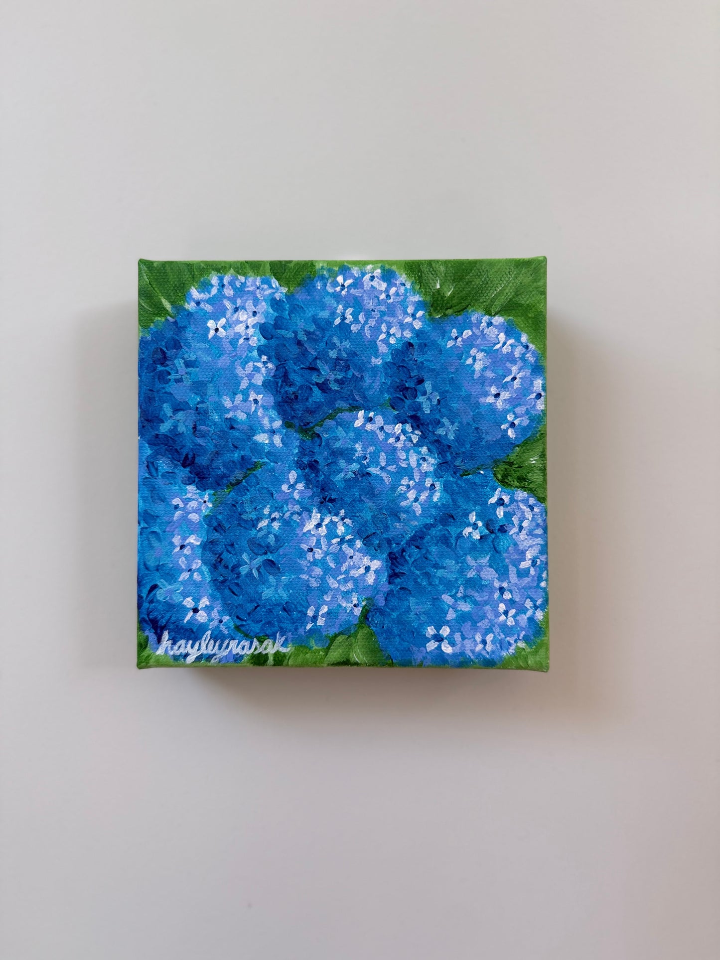 Blue Hydrangea mini