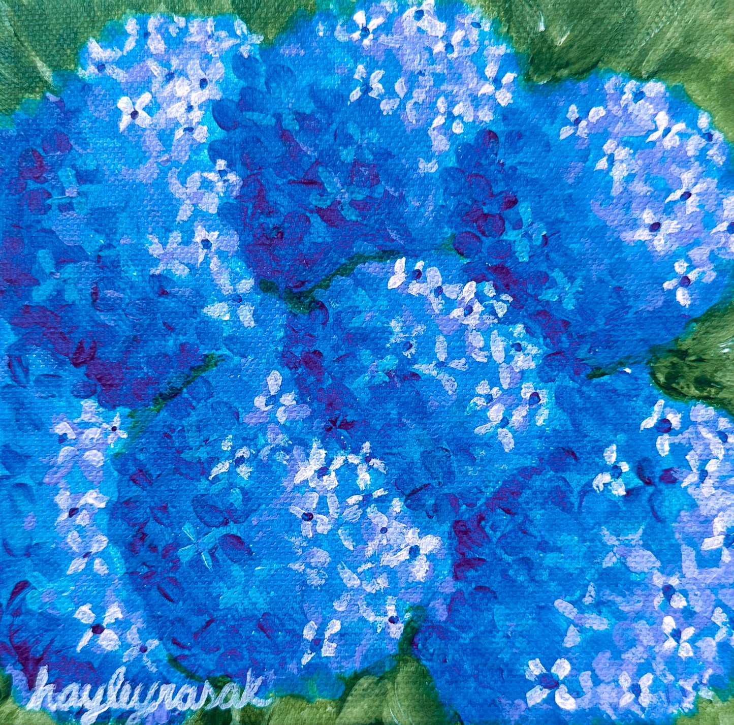 Blue Hydrangea mini